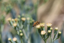 Load image into Gallery viewer, Buckwheat honey
