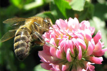 Load image into Gallery viewer, Clover Honey