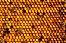 Load image into Gallery viewer, Bee bread mixes
